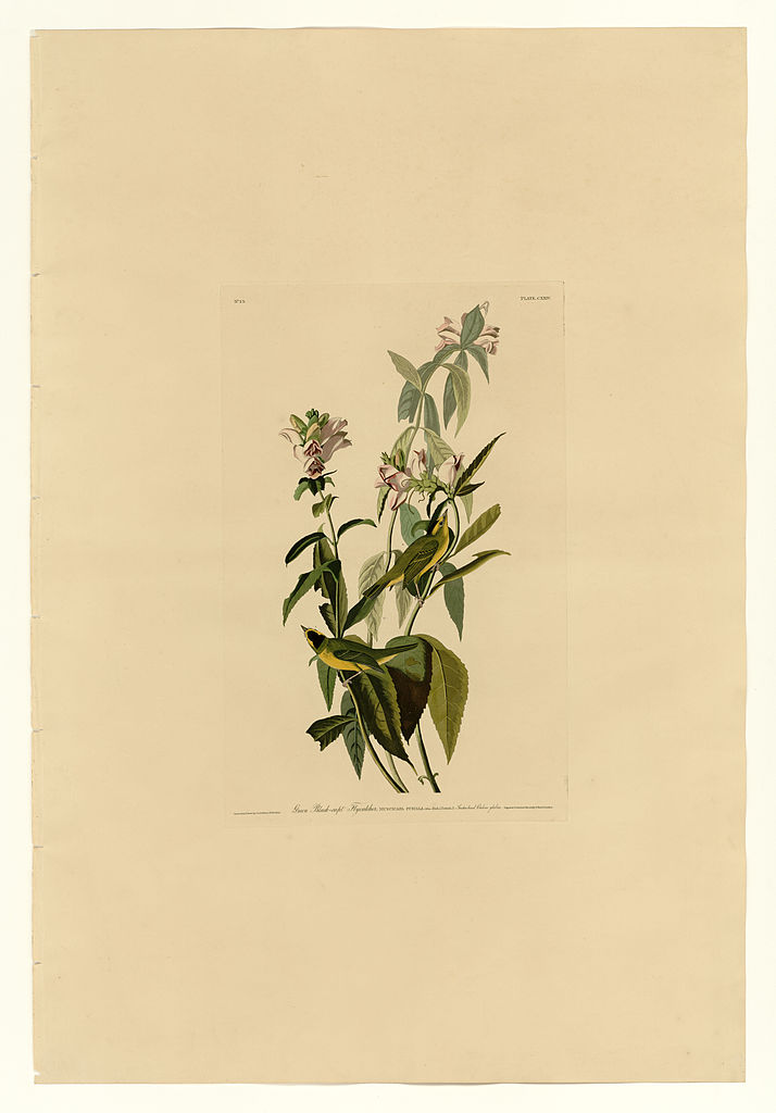 Plate 124 Green Black capt Flycatcher John James Audubon tablo - Dekolata