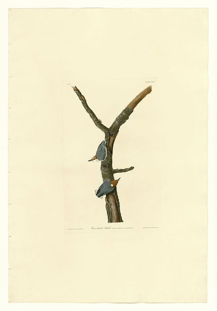 Plate 125 Brown headed Nuthatch John James Audubon tablo - Dekolata