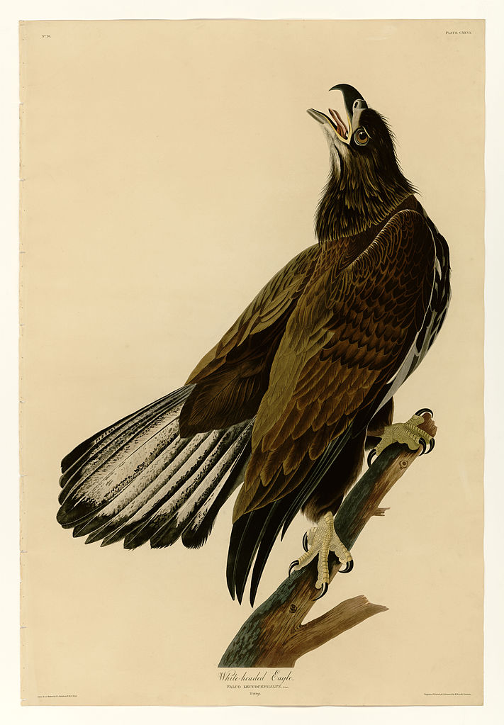 Plate 126 White headed Eagle John James Audubon tablo - Dekolata