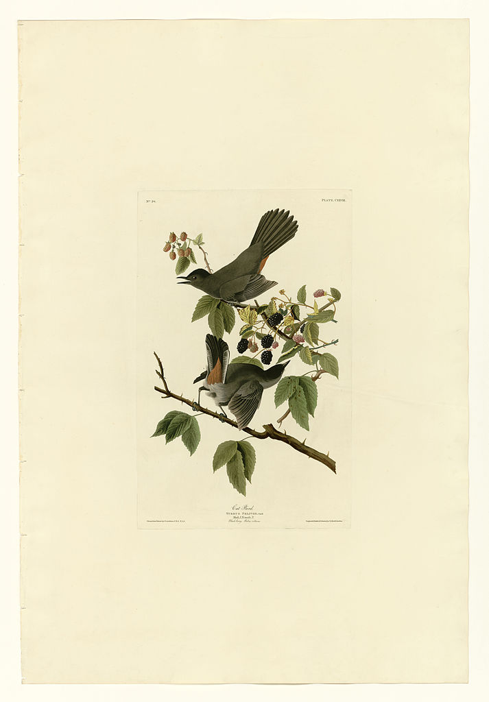 Plate 128 Cat Bird John James Audubon tablo - Dekolata