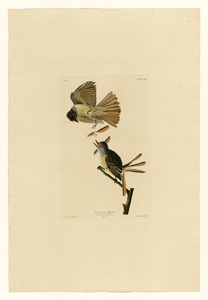 Plate 129 Great Crested Flycatcher – John James Audubon Tablo