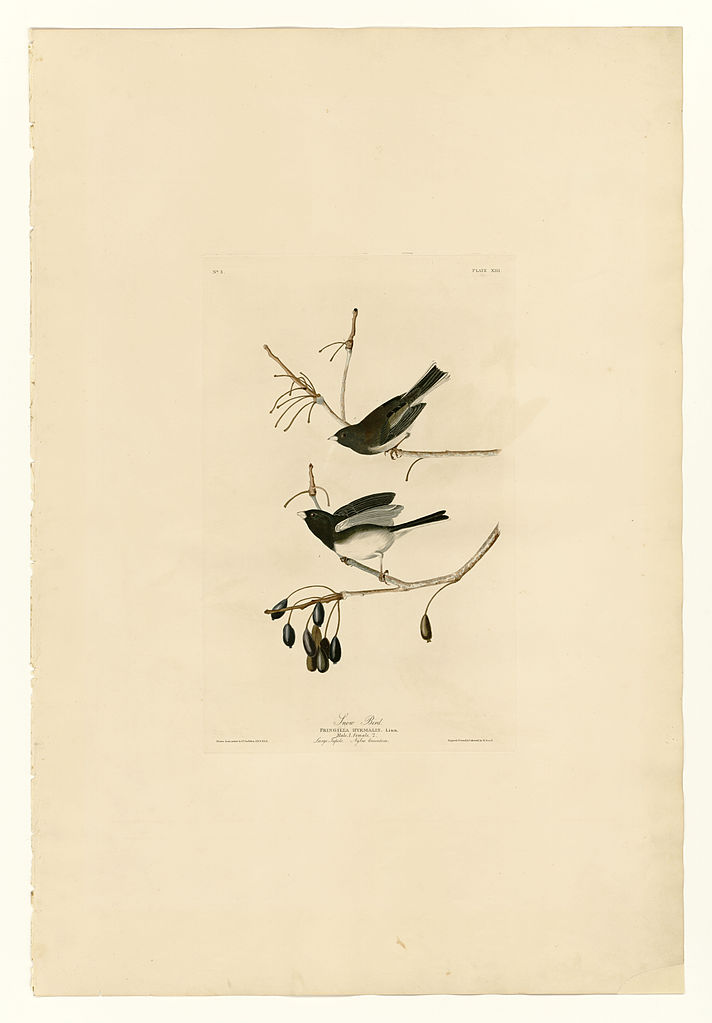 Plate 13. Snow Bird John James Audubon tablo - Dekolata