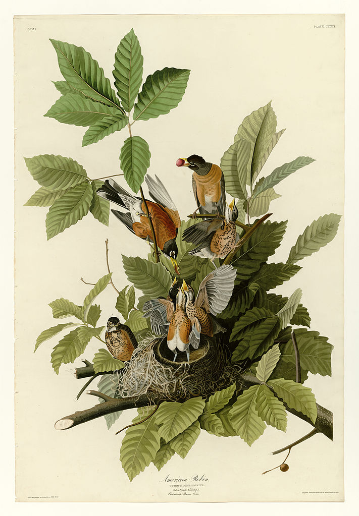 Plate 131 American Robin John James Audubon tablo - Dekolata