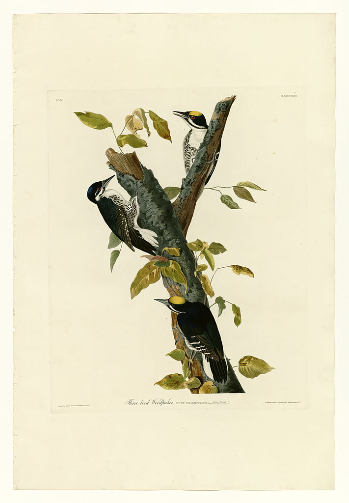 Plate 132 Three toed Woodpecker – John James Audubon Tablo