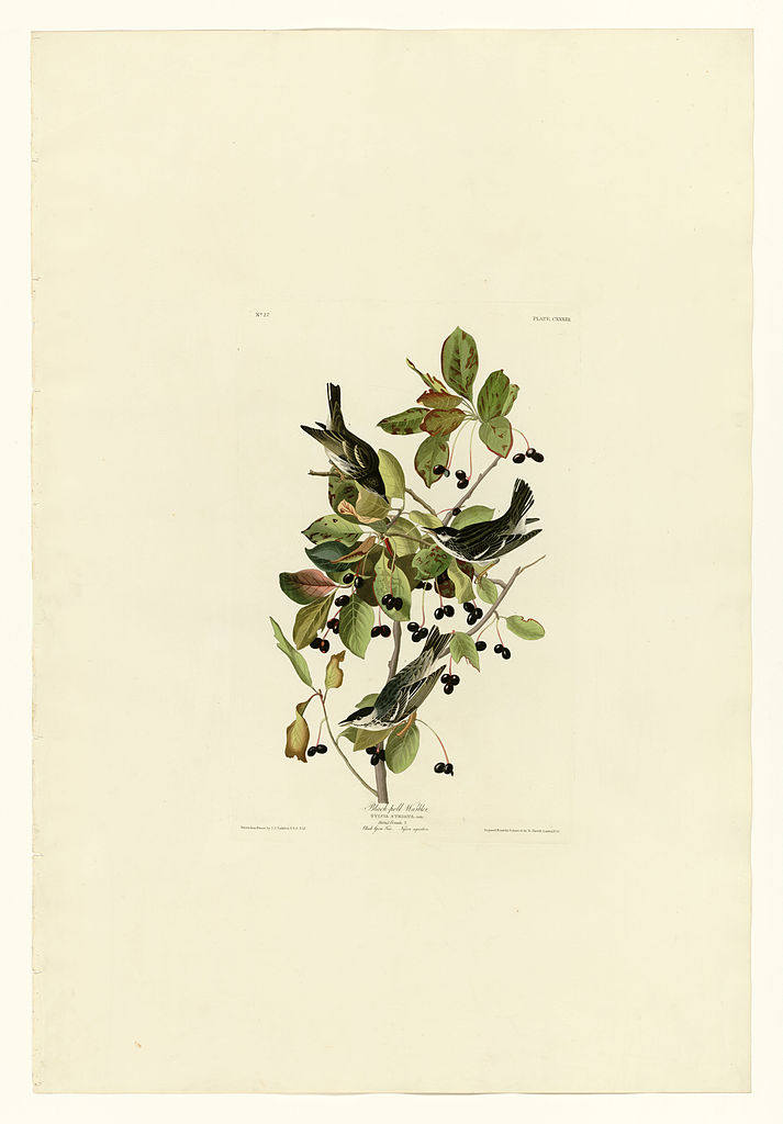 Plate 133 Black poll Warbler John James Audubon tablo - Dekolata