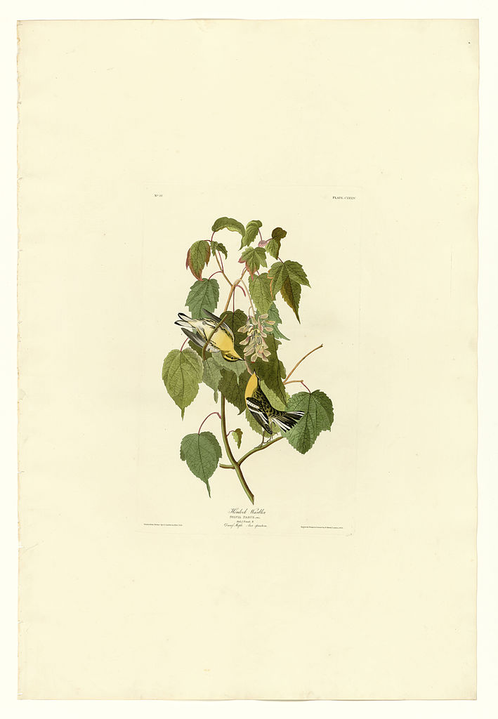 Plate 134 Hemlock Warbler – John James Audubon Tablo