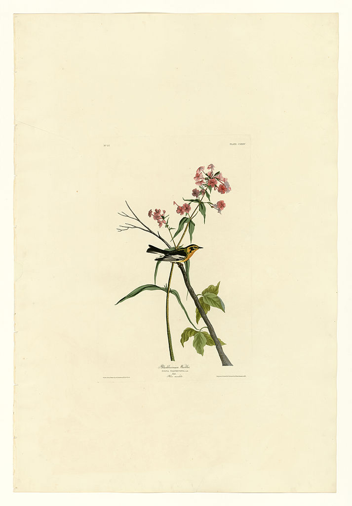 Plate 135 Blackburnian Warbler John James Audubon tablo - Dekolata