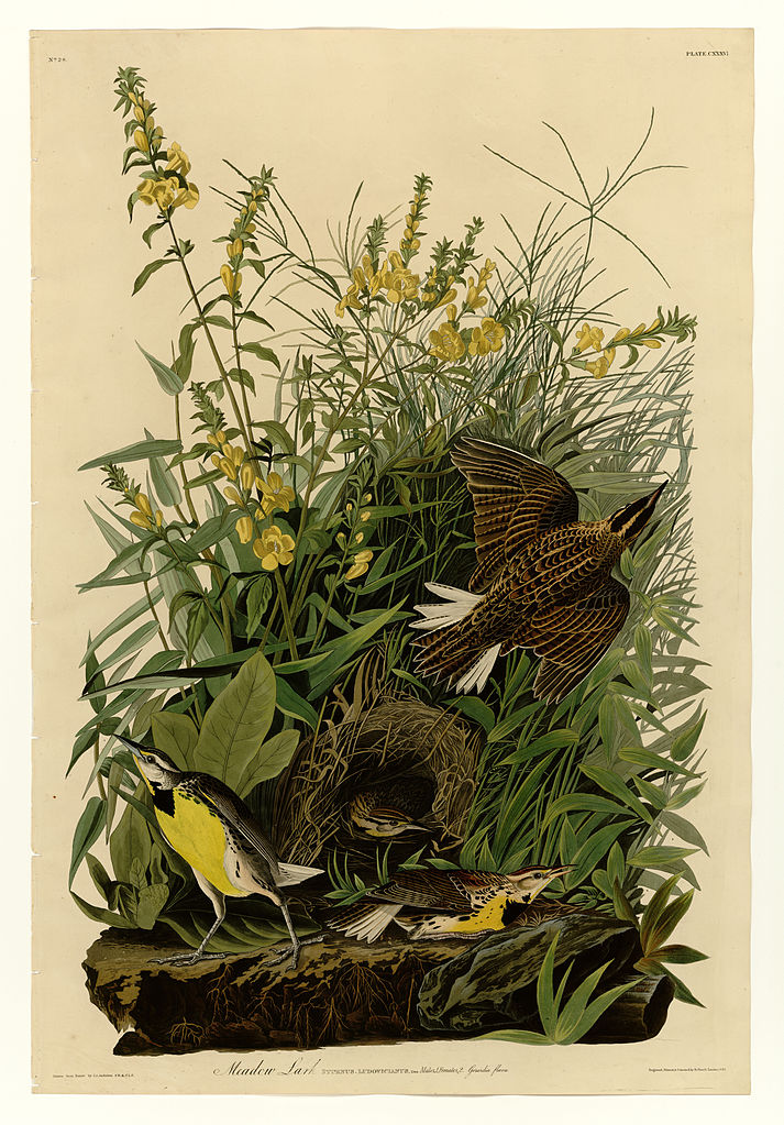 Plate 136 Meadow Lark John James Audubon tablo - Dekolata