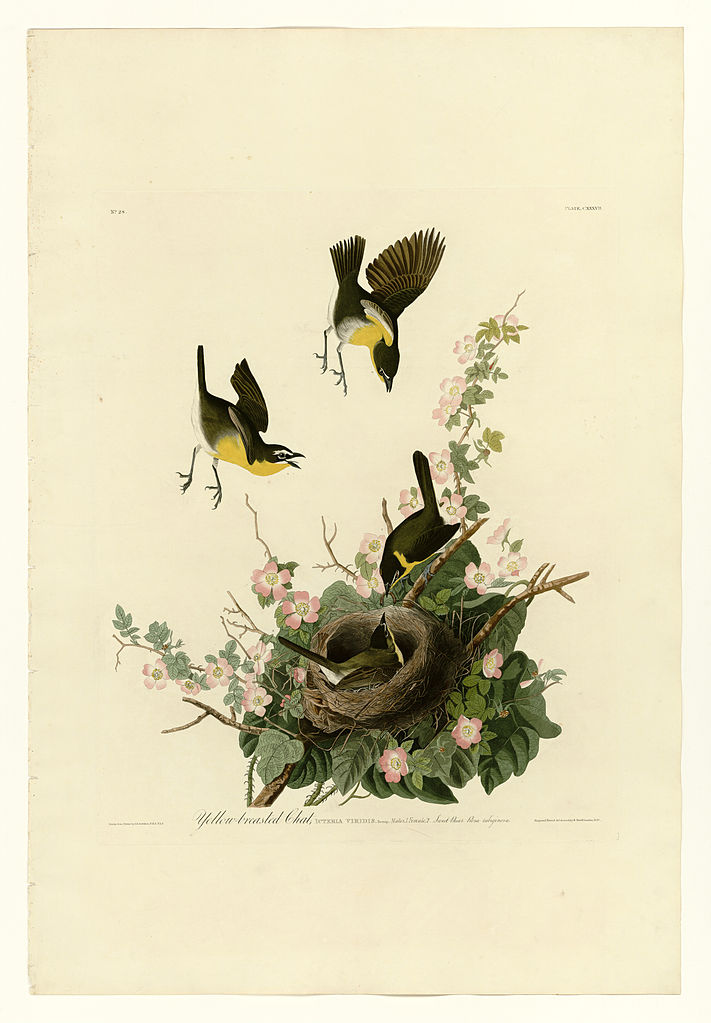 Plate 137 Yellow breasted Chat John James Audubon tablo - Dekolata