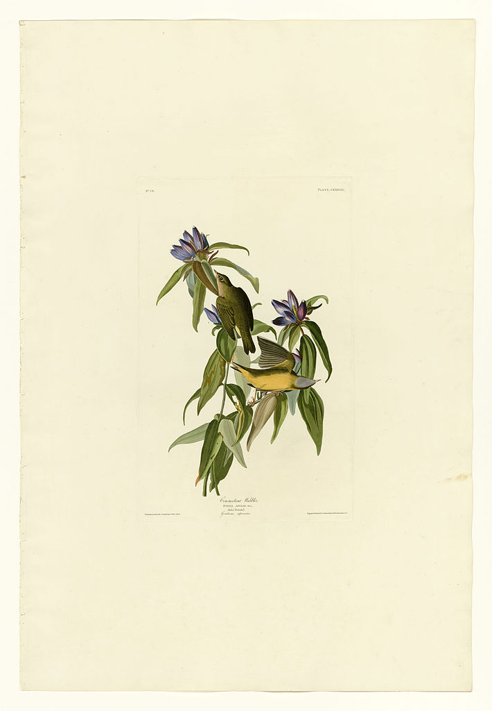Plate 138 Connecticut Warbler John James Audubon tablo - Dekolata