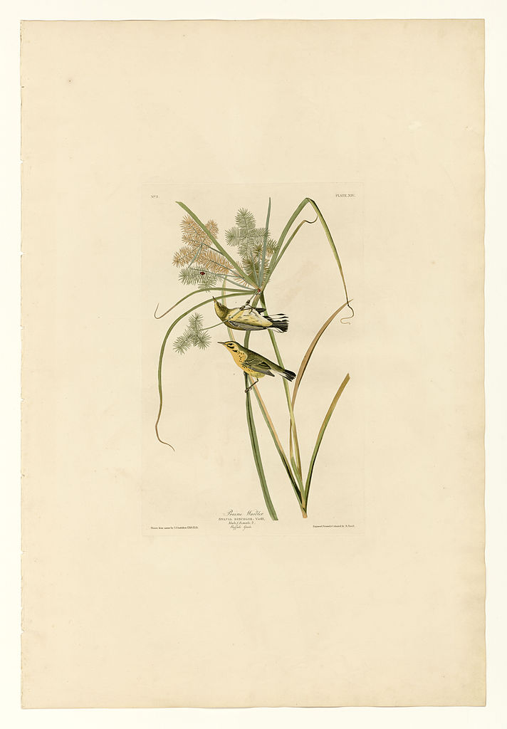 Plate 14. Prairie Warbler John James Audubon tablo - Dekolata