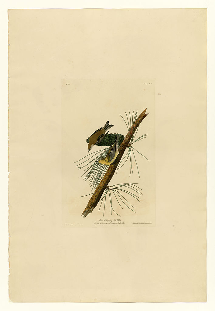 Plate 140 Pine Creeping Warbler John James Audubon tablo - Dekolata