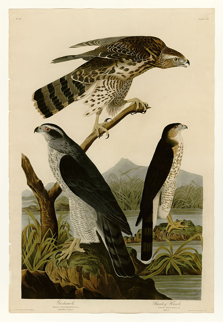 Plate 141 I. Goshawk 2. Stanley Hawk John James Audubon tablo - Dekolata