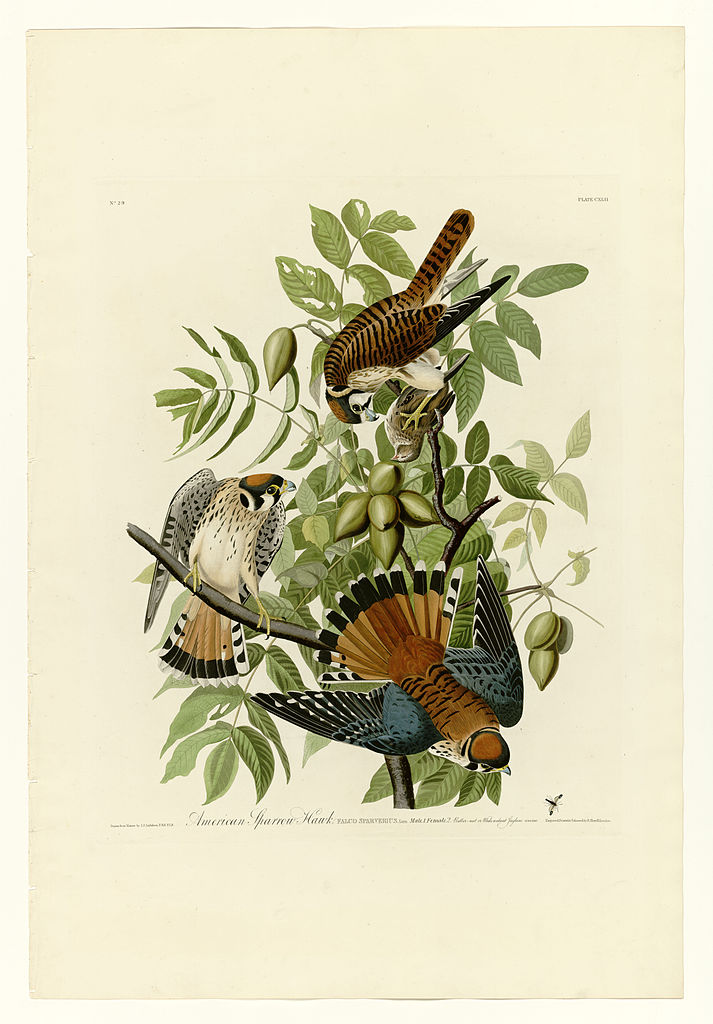 Plate 142 American Sparrow Hawk John James Audubon tablo - Dekolata