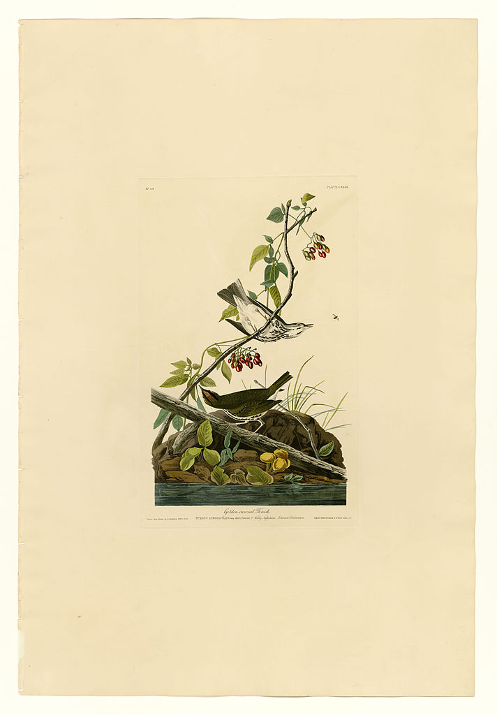 Plate 143 Golden crowned Thrush John James Audubon tablo - Dekolata