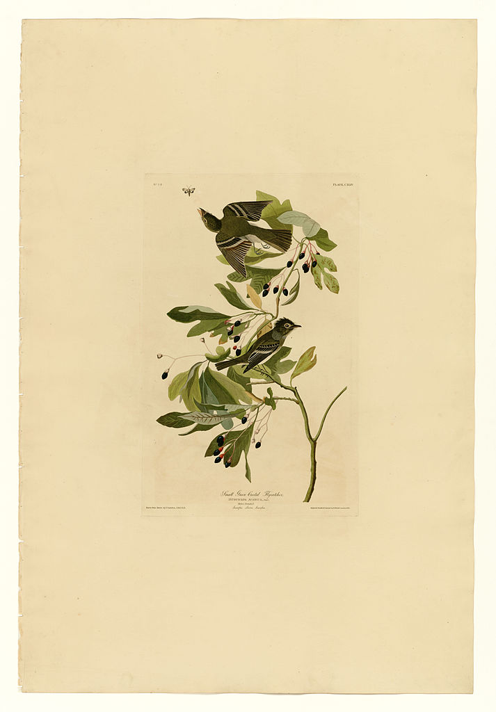Plate 144 Small Green Crested Flycatcher – John James Audubon Tablo