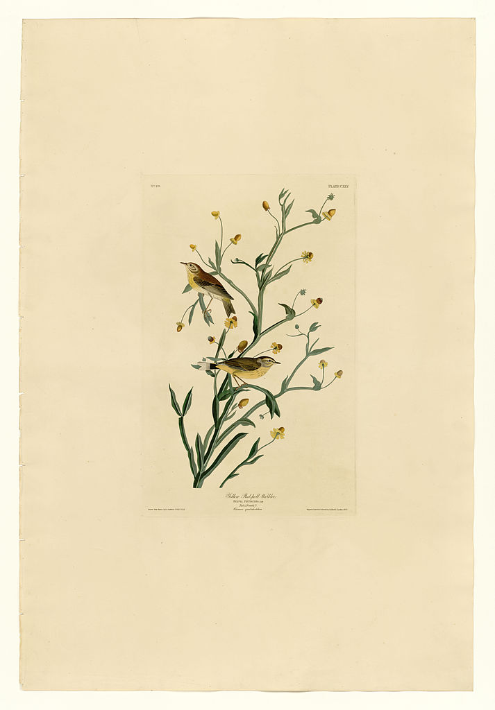 Plate 145 Yellow Red poll Warbler John James Audubon tablo - Dekolata