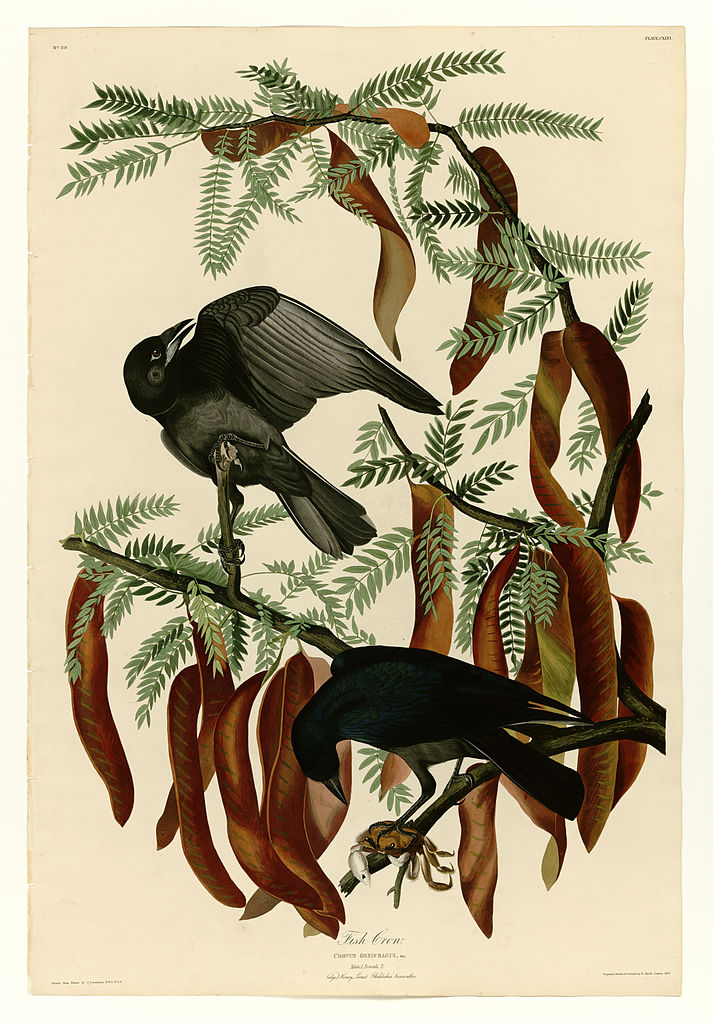 Plate 146 Fish Crow John James Audubon tablo - Dekolata