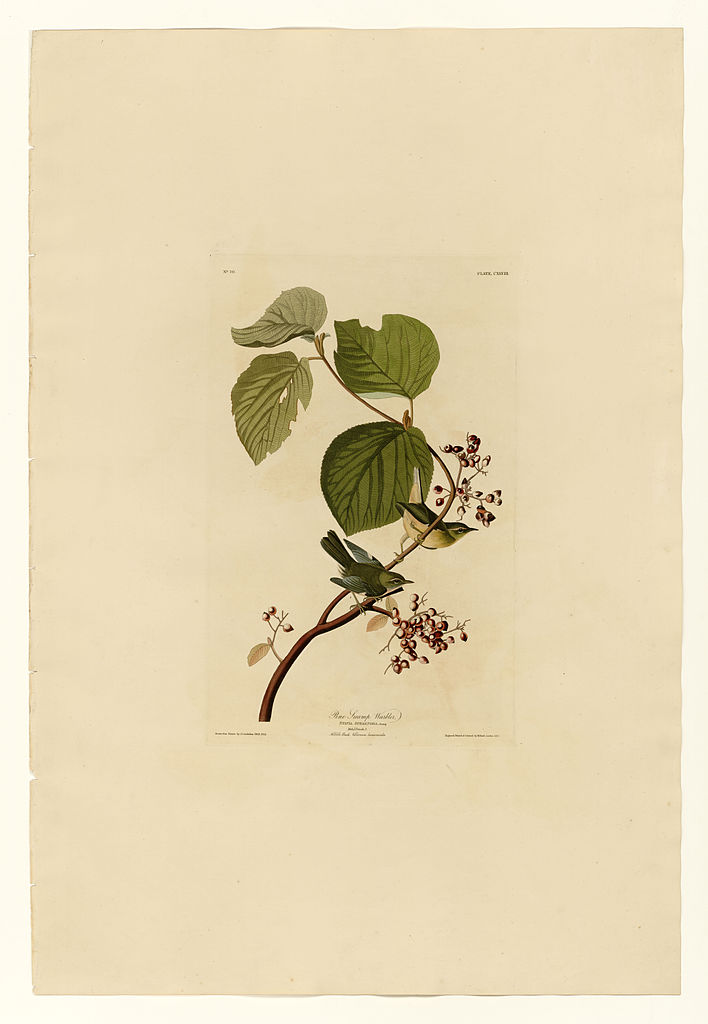 Plate 148 Pine Swamp Warbler – John James Audubon Tablo
