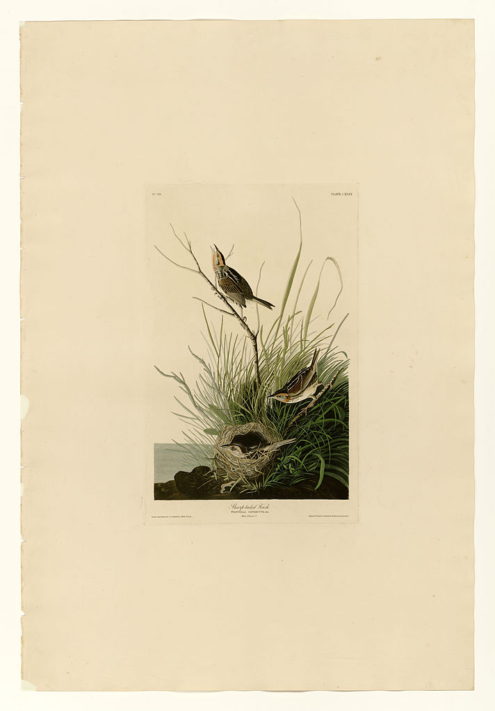 Plate 149 Sharp tailed Finch John James Audubon tablo - Dekolata