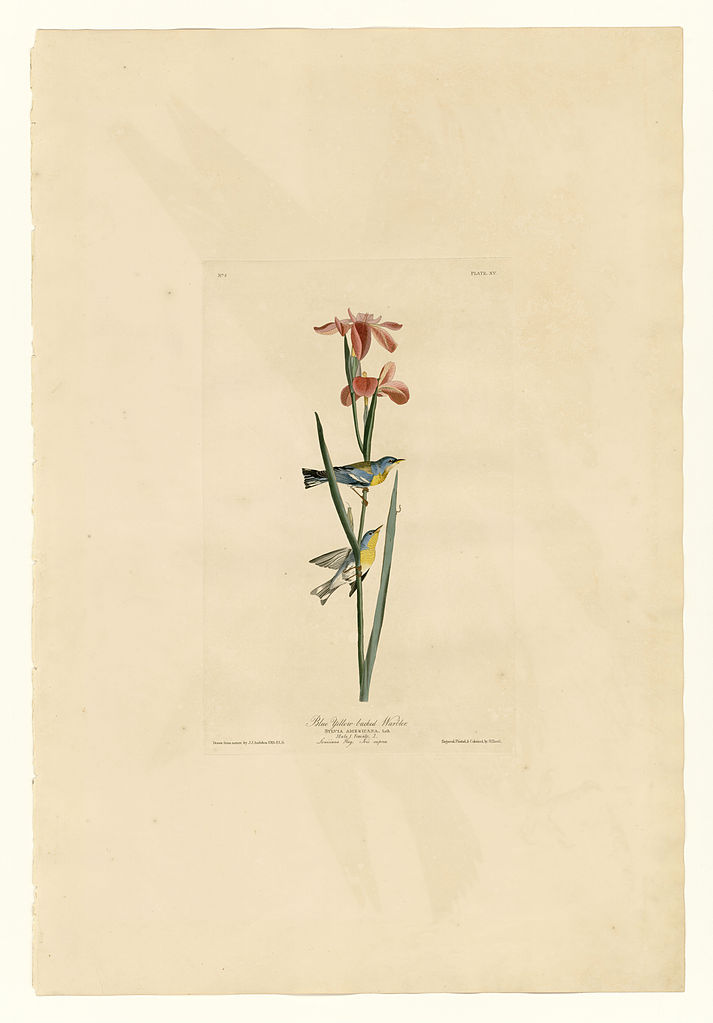 Plate 15. Blue Yellow backed Warbler John James Audubon tablo - Dekolata
