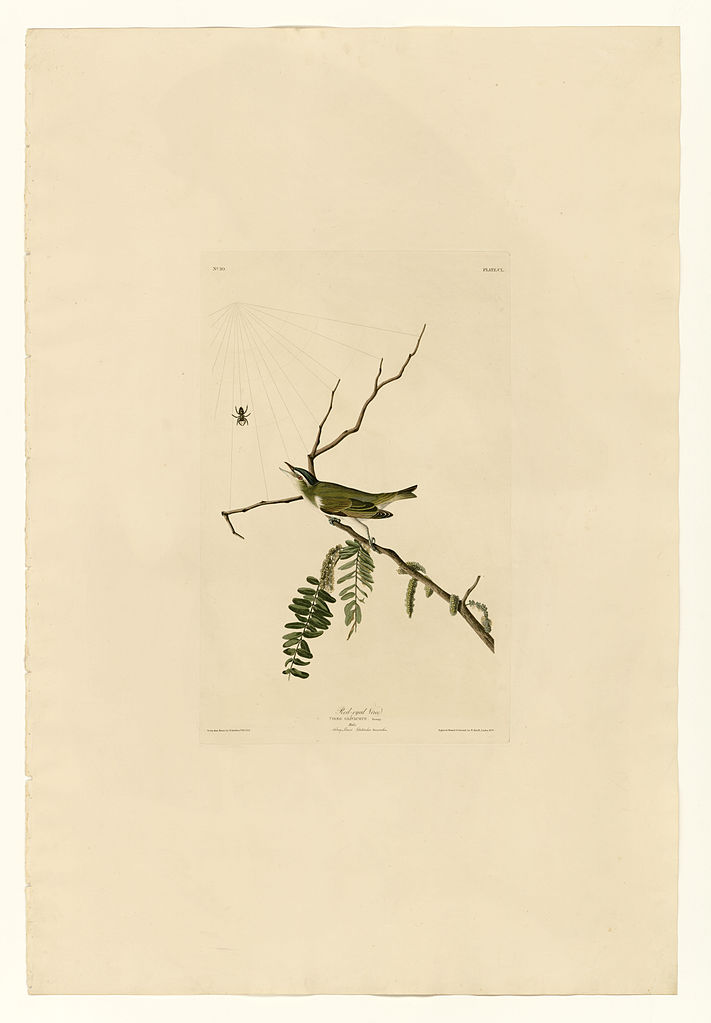 Plate 150 Red eyed Vireo John James Audubon tablo - Dekolata