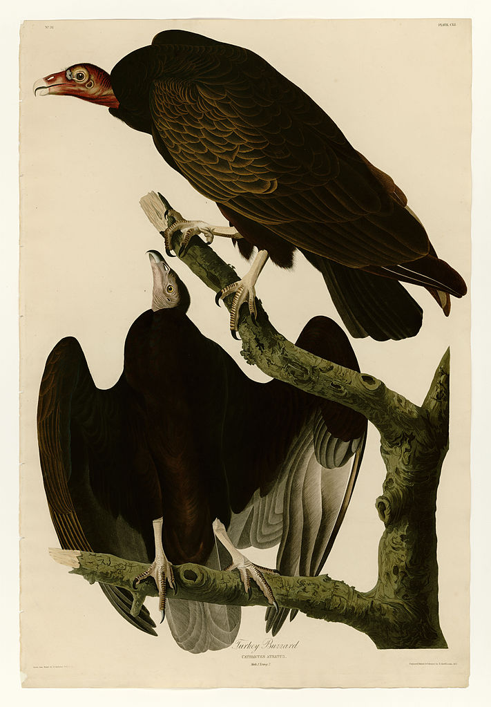 Plate 151 Turkey Buzzard John James Audubon tablo - Dekolata