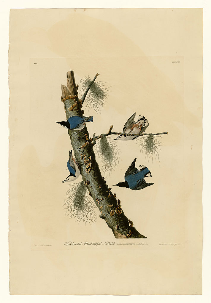 Plate 152 White breasted Black capped Nuthatch – John James Audubon Tablo