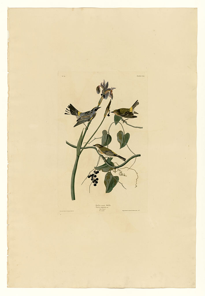Plate 153 Yellow crown Warbler John James Audubon tablo - Dekolata