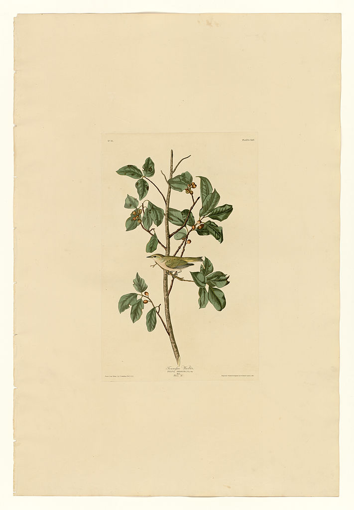 Plate 154 Tennessee Warbler – John James Audubon Tablo