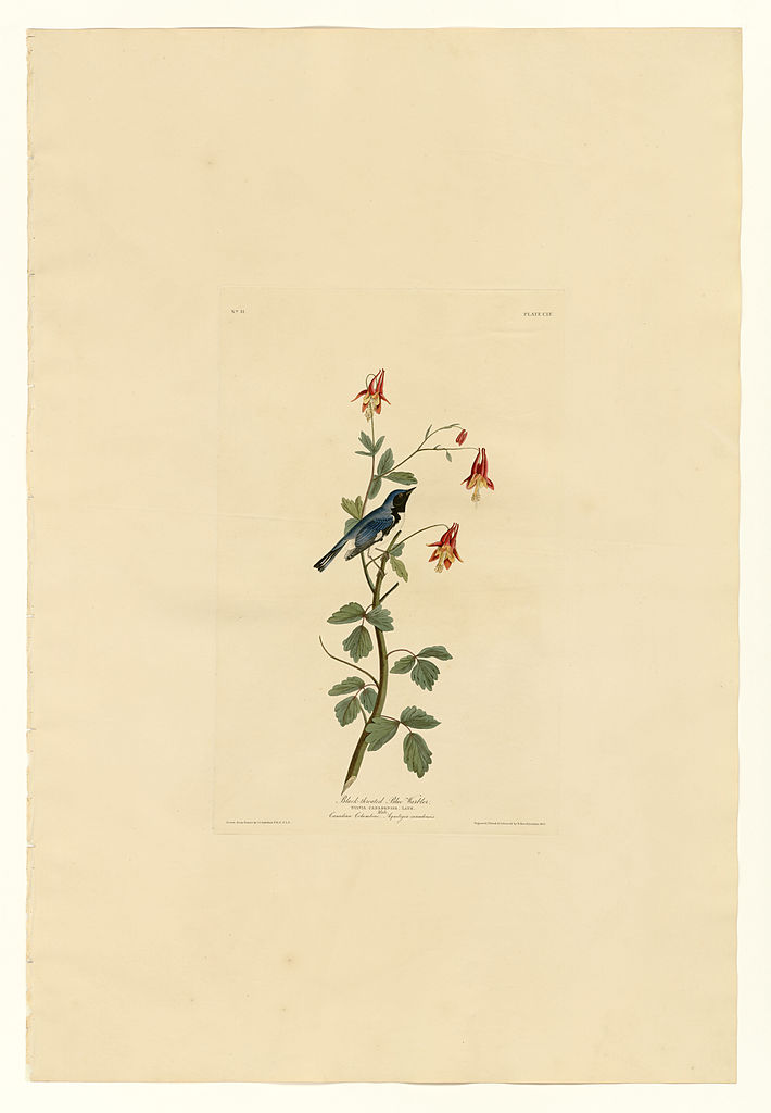 Plate 155 Black throated Blue Warbler – John James Audubon Tablo