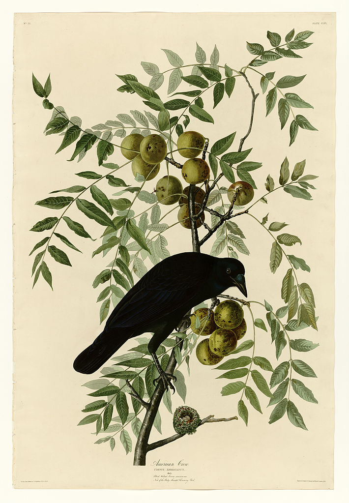 Plate 156 American Crow John James Audubon tablo - Dekolata