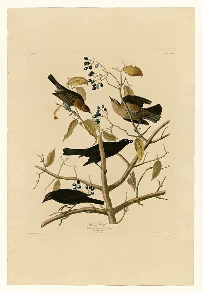 Plate 157 Rusty Grakle John James Audubon tablo - Dekolata