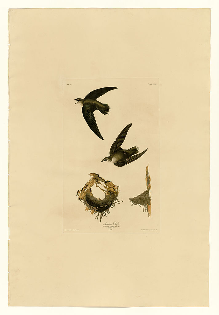 Plate 158 American Swift John James Audubon tablo - Dekolata