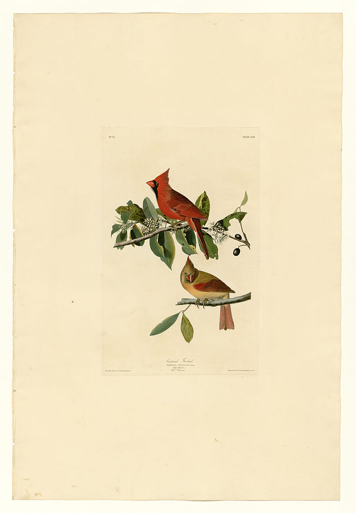 Plate 159 Cardinal Grosbeak – John James Audubon Tablo