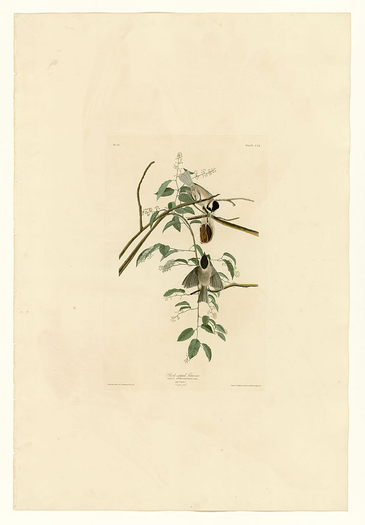Plate 160 Black capped Titmouse John James Audubon tablo - Dekolata