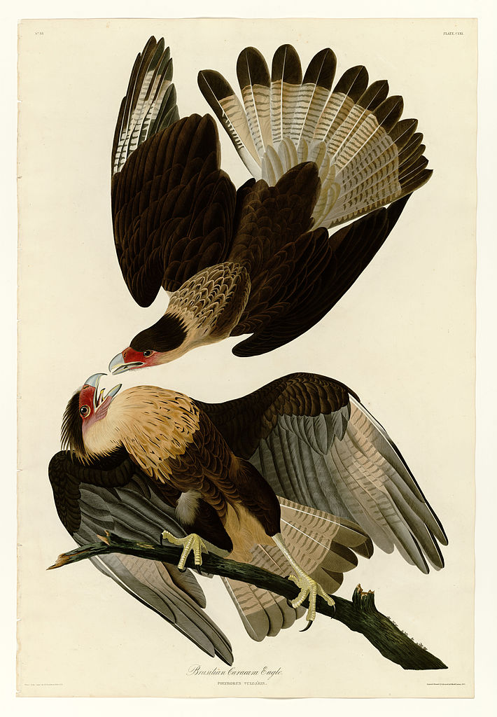 Plate 161 Brasilian Caracara Eagle John James Audubon tablo - Dekolata