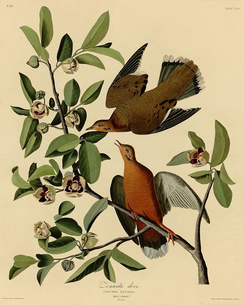 Plate 162 Zenaida Dove John James Audubon tablo - Dekolata