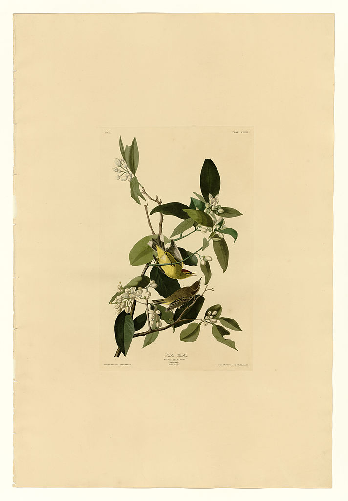 Plate 163 Palm Warbler John James Audubon tablo - Dekolata