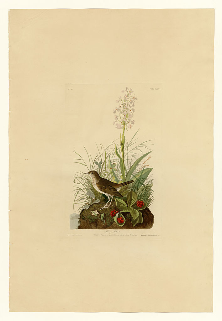 Plate 164 Tawny Thrush – John James Audubon Tablo