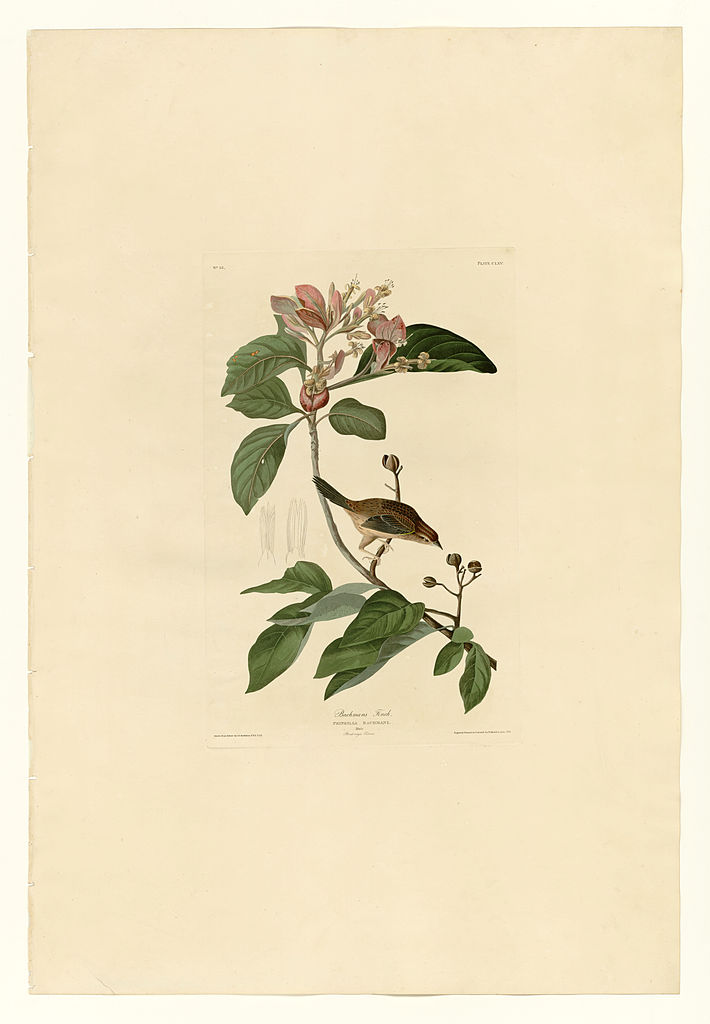 Plate 165 Bachmans Finch John James Audubon tablo - Dekolata
