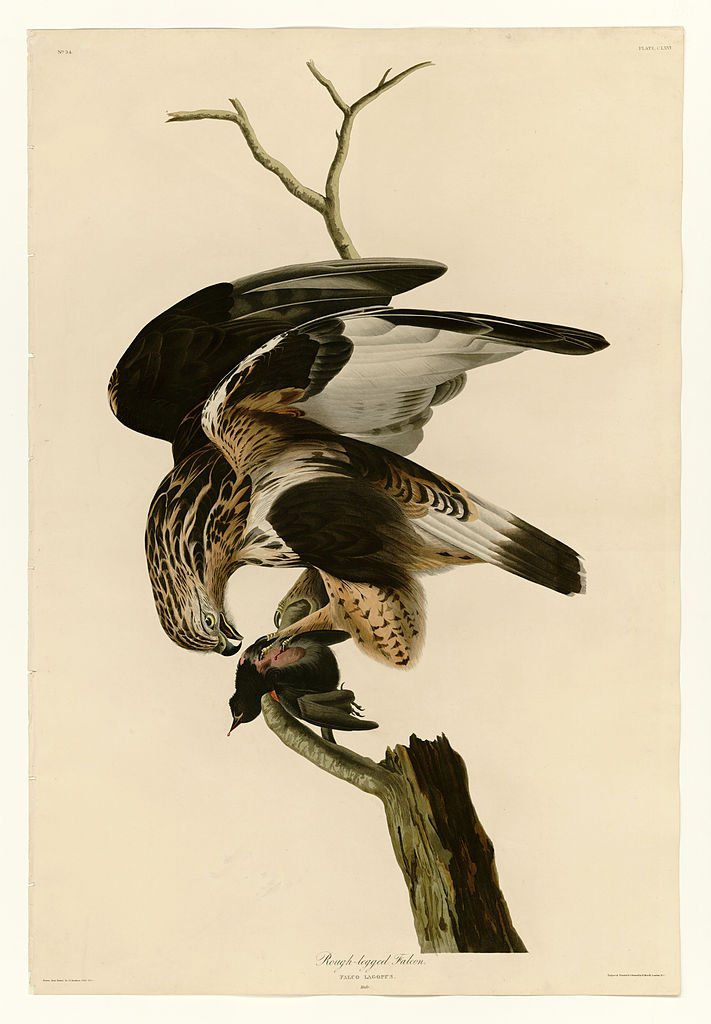 Plate 166 Rough legged Falcon John James Audubon tablo - Dekolata