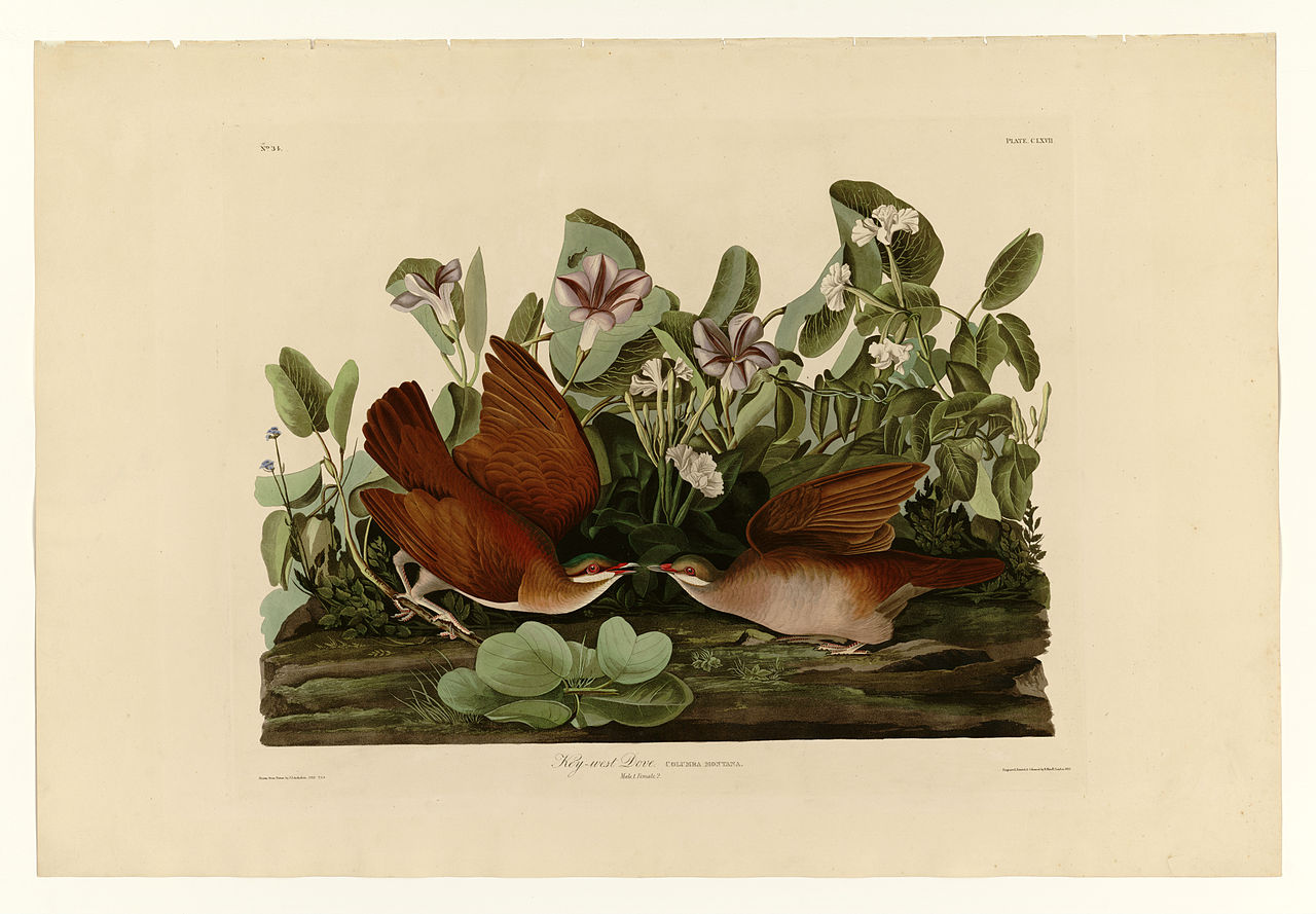 Plate 167 Key west Dove John James Audubon tablo - Dekolata