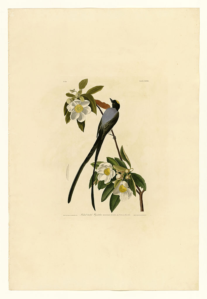 Plate 168 Fork tailed Flycatcher John James Audubon tablo - Dekolata