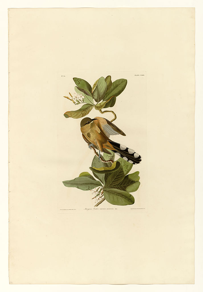 Plate 169 Mangrove Cuckoo John James Audubon tablo - Dekolata