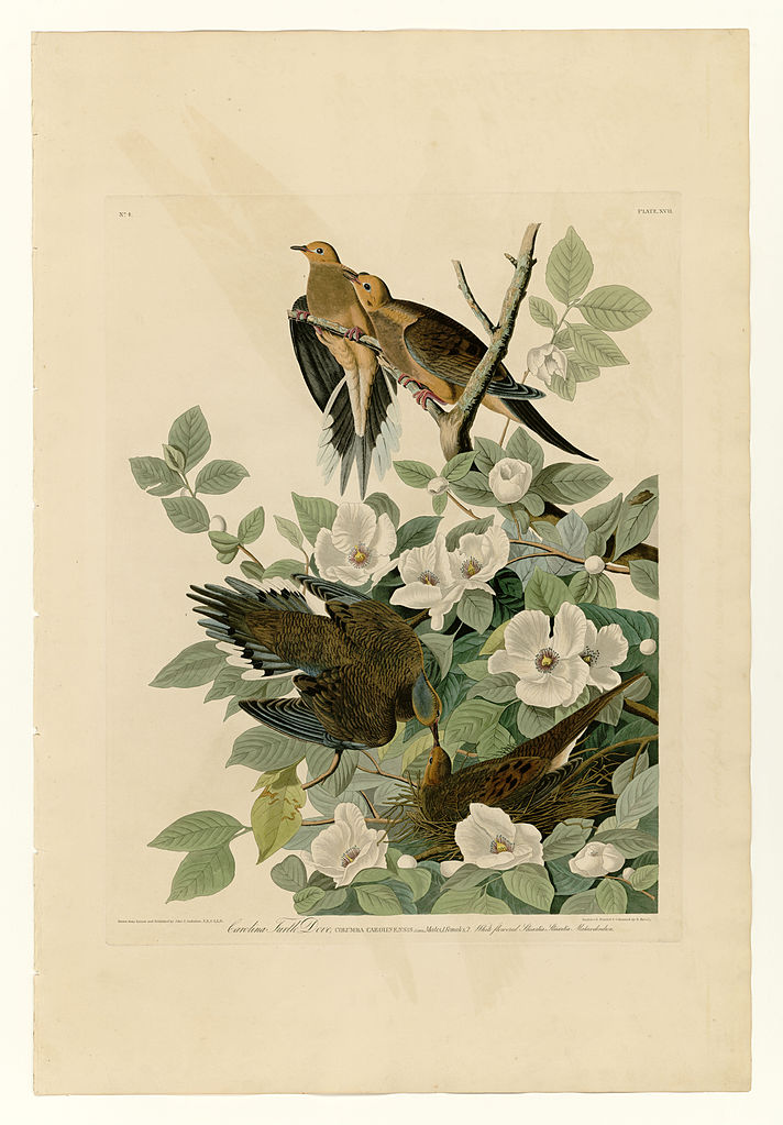 Plate 17. Carolina Turtle Dove John James Audubon tablo - Dekolata