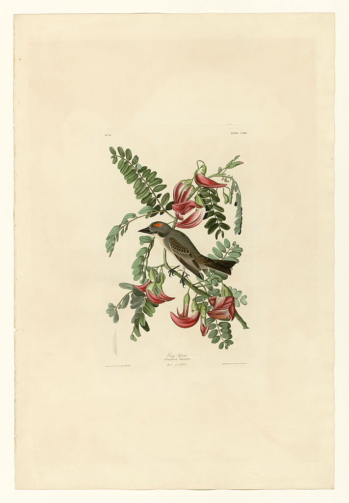 Plate 170 Gray Tyrant John James Audubon tablo - Dekolata