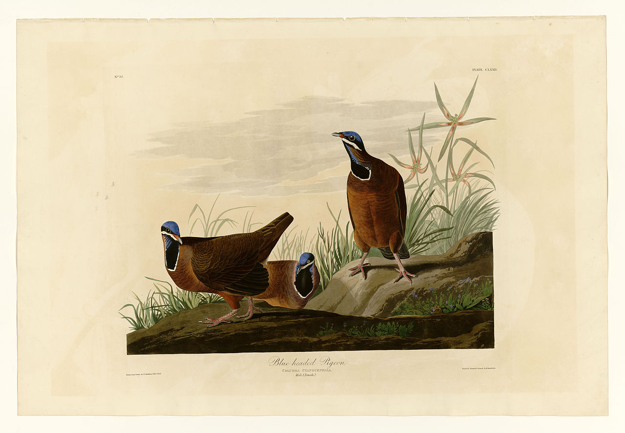 Plate 172 Blue headed Pigeon – John James Audubon Tablo