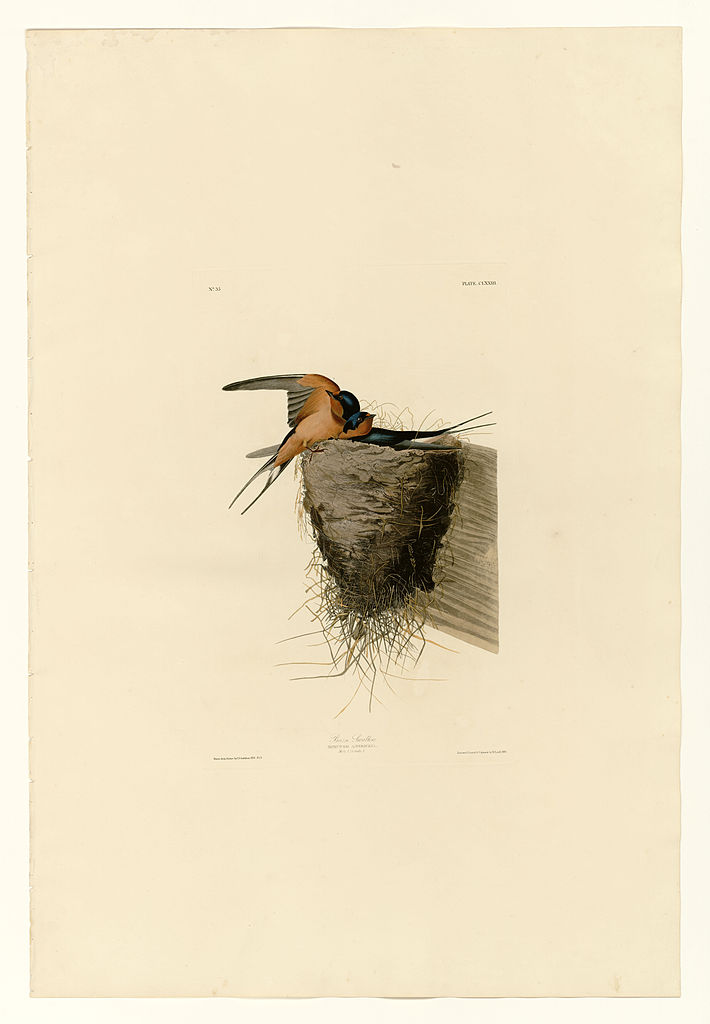 Plate 173 Barn Swallow – John James Audubon Tablo