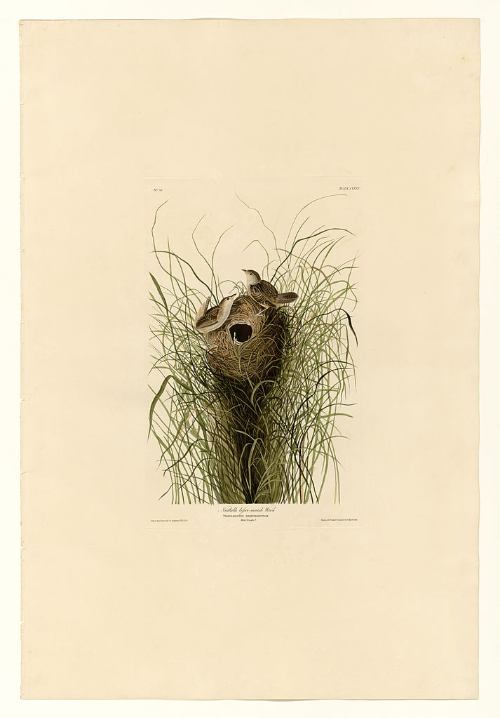 Plate 175 Nuttall's lesser marsh Wren John James Audubon tablo - Dekolata